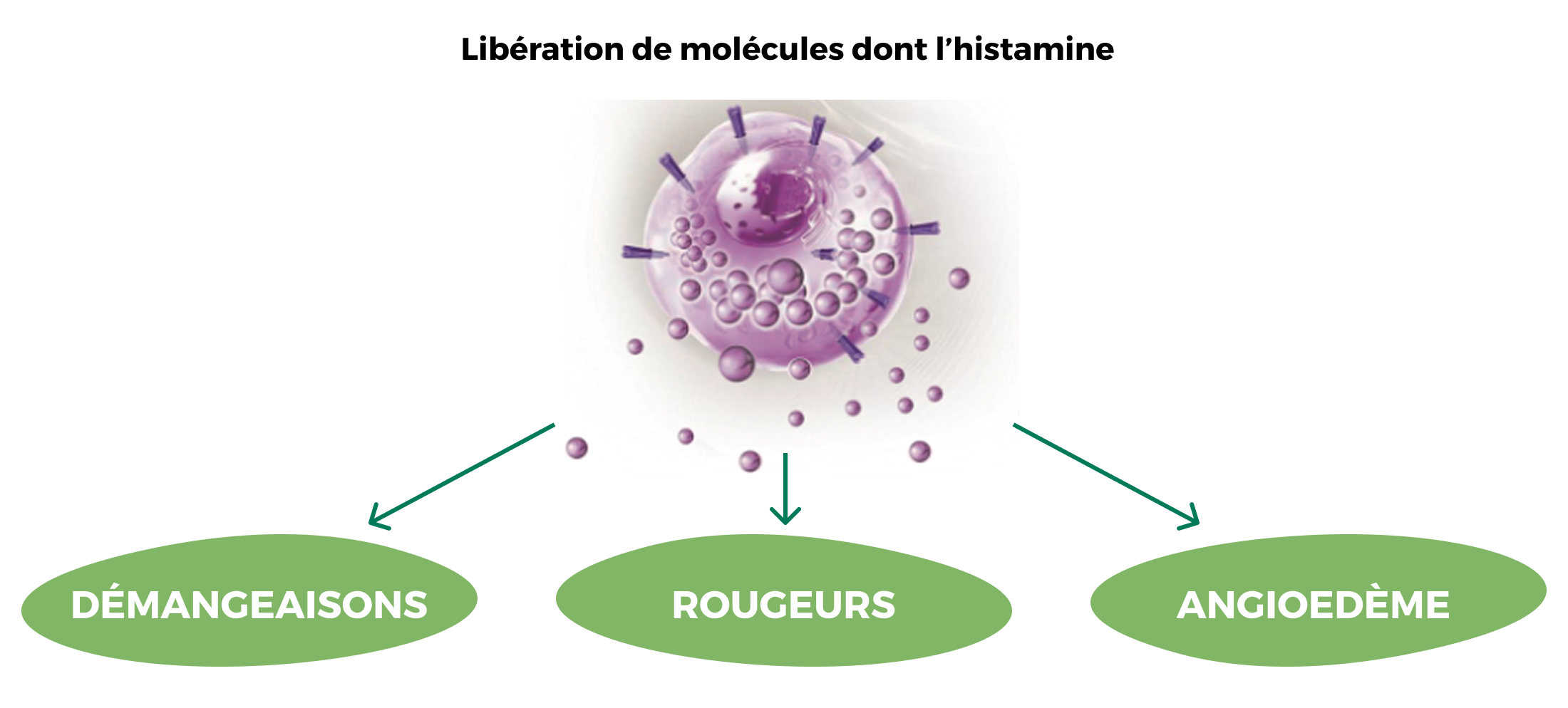 BVMP UCS page comprendre mécanisme action